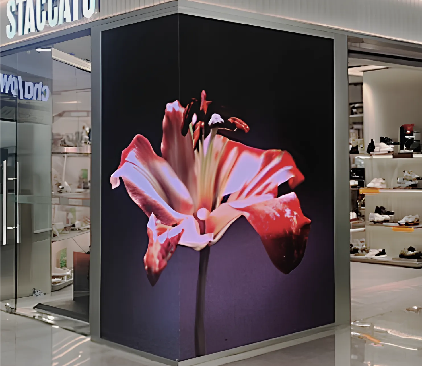 STACCATO X ROBERT WUN CAPSULE COLLECTION